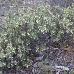 Melichrus urceolatus (Urn Heath) at Jerrabomberra, ACT - 7 Jul 2019 by Mike