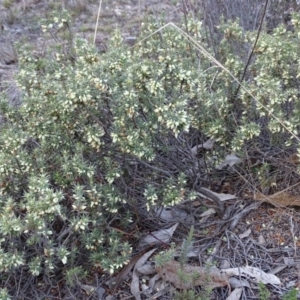 Melichrus urceolatus at Jerrabomberra, ACT - 7 Jul 2019 04:12 PM