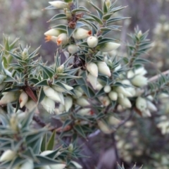 Melichrus urceolatus at Jerrabomberra, ACT - 7 Jul 2019