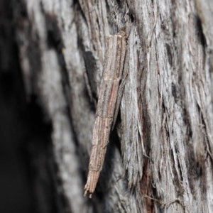 Lepidoscia arctiella at Hackett, ACT - 26 Jun 2019