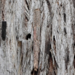 Lepidoscia arctiella at Hackett, ACT - 26 Jun 2019