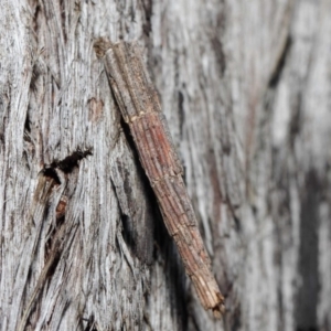 Lepidoscia arctiella at Hackett, ACT - 26 Jun 2019 12:28 PM