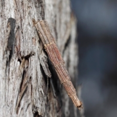 Lepidoscia arctiella at Hackett, ACT - 26 Jun 2019