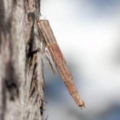 Lepidoscia arctiella at Hackett, ACT - 26 Jun 2019