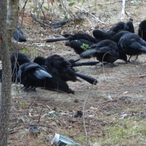 Corcorax melanorhamphos at Jerrabomberra, ACT - 7 Jul 2019