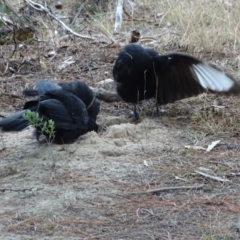 Corcorax melanorhamphos at Jerrabomberra, ACT - 7 Jul 2019