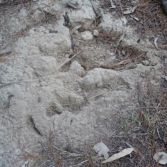 Corcorax melanorhamphos at Jerrabomberra, ACT - 7 Jul 2019 04:27 PM