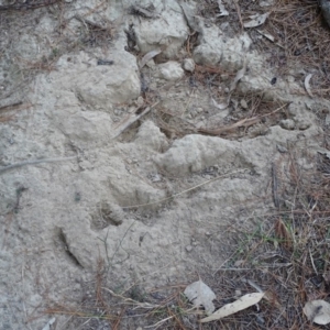 Corcorax melanorhamphos at Jerrabomberra, ACT - 7 Jul 2019