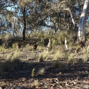 Macropus giganteus at Farrer, ACT - 9 Jul 2019