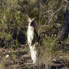 Macropus giganteus at Farrer, ACT - 9 Jul 2019