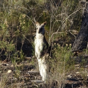 Macropus giganteus at Farrer, ACT - 9 Jul 2019