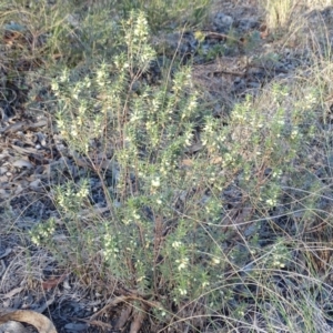 Melichrus urceolatus at Farrer, ACT - 9 Jul 2019 04:00 PM