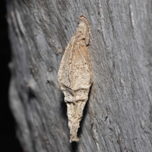 Hyalarcta nigrescens at Hackett, ACT - 26 Jun 2019 12:34 PM