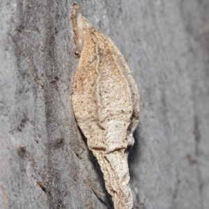 Hyalarcta nigrescens at Hackett, ACT - 26 Jun 2019 12:34 PM