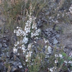 Leucopogon attenuatus (Small-leaved Beard Heath) at Farrer, ACT - 9 Jul 2019 by Mike