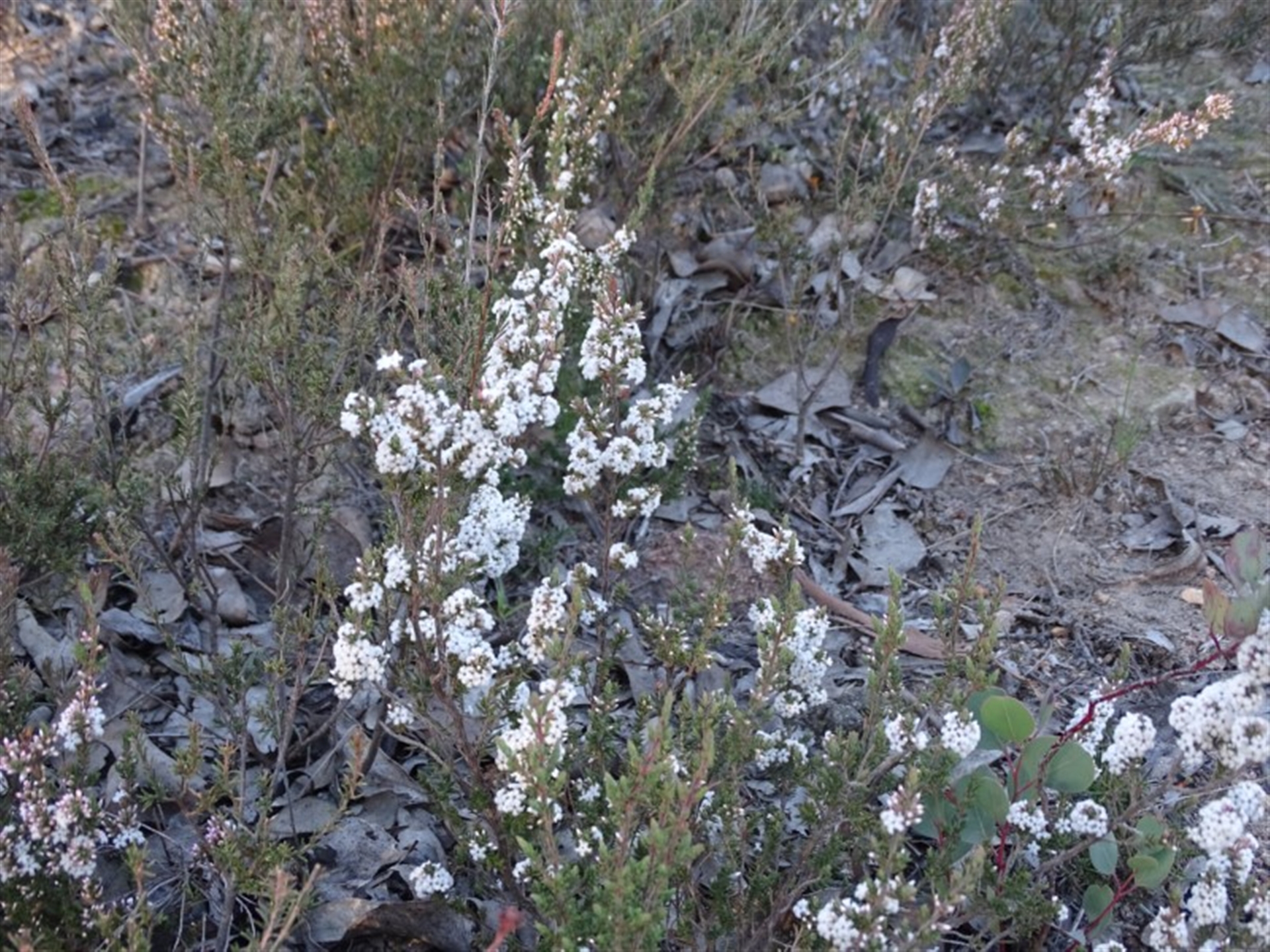 Leucopogon attenuatus at Farrer, ACT - Canberra Nature Map