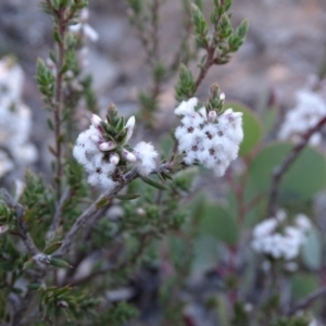 Styphelia attenuata at Farrer, ACT - 9 Jul 2019