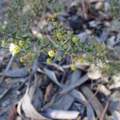 Acacia gunnii (Ploughshare Wattle) at Farrer Ridge - 9 Jul 2019 by Mike