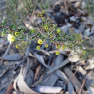 Acacia gunnii at Farrer, ACT - 9 Jul 2019 04:04 PM