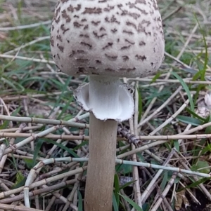 Macrolepiota clelandii at Bawley Point, NSW - 11 Jul 2019 04:18 PM