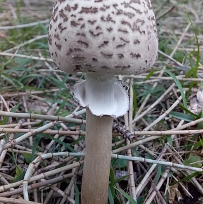 Macrolepiota clelandii (Macrolepiota clelandii) at Murramarang Aboriginal Area - 11 Jul 2019 by GLemann