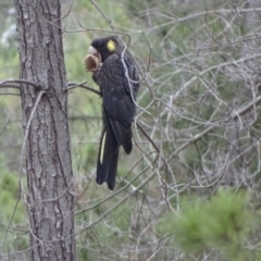 Zanda funerea (Yellow-tailed Black-Cockatoo) at Isaacs, ACT - 10 Jul 2019 by Mike