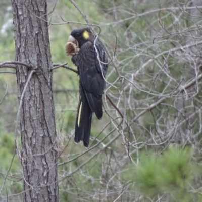 Zanda funerea (Yellow-tailed Black-Cockatoo) at Isaacs Ridge and Nearby - 10 Jul 2019 by Mike