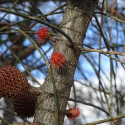 Allocasuarina verticillata (Drooping Sheoak) at Isaacs Ridge and Nearby - 10 Jul 2019 by Mike