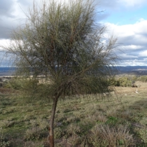 Allocasuarina verticillata at Isaacs, ACT - 10 Jul 2019