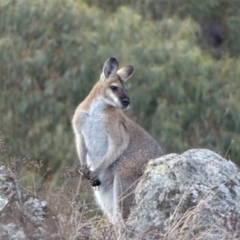 Notamacropus rufogriseus (Red-necked Wallaby) at Isaacs, ACT - 10 Jul 2019 by Mike