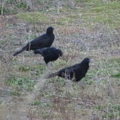 Corcorax melanorhamphos (White-winged Chough) at Isaacs Ridge - 10 Jul 2019 by Mike