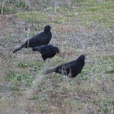 Corcorax melanorhamphos (White-winged Chough) at Isaacs Ridge and Nearby - 10 Jul 2019 by Mike