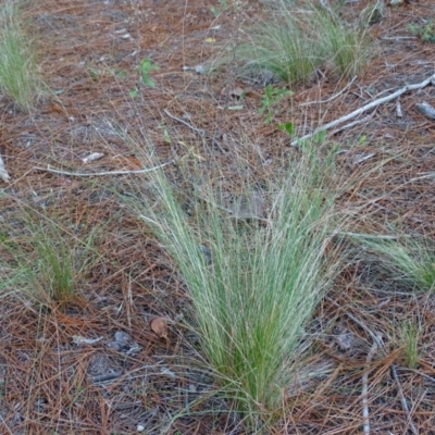 Nassella trichotoma (Serrated Tussock) at Isaacs Ridge and Nearby - 10 Jul 2019 by Mike