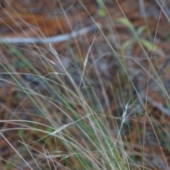 Nassella trichotoma at Isaacs, ACT - 10 Jul 2019 02:05 PM