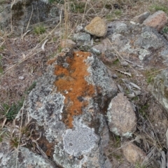 Caloplaca sp. (Firedot Lichen) at Isaacs Ridge and Nearby - 10 Jul 2019 by Mike