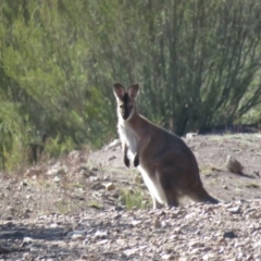 Notamacropus rufogriseus (Red-necked Wallaby) at Stromlo, ACT - 14 May 2019 by KumikoCallaway