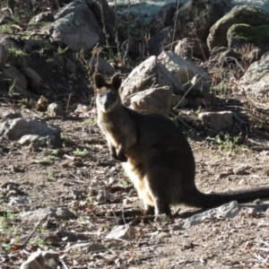 Wallabia bicolor at Stromlo, ACT - 14 May 2019