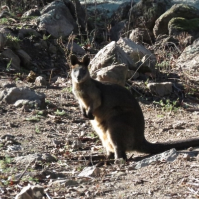 Wallabia bicolor (Swamp Wallaby) at Stromlo, ACT - 13 May 2019 by KumikoCallaway