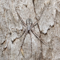 Tamopsis fickerti (Two-tailed spider) at Hackett, ACT - 14 Jun 2019 by TimL