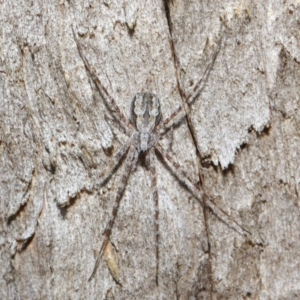 Tamopsis sp. (genus) at Hackett, ACT - 14 Jun 2019