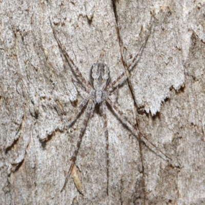 Tamopsis fickerti (Two-tailed spider) at Hackett, ACT - 14 Jun 2019 by TimL