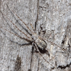 Tamopsis sp. (genus) at Hackett, ACT - 14 Jun 2019