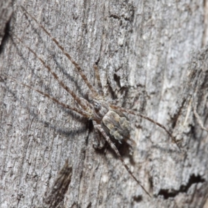 Tamopsis sp. (genus) at Hackett, ACT - 14 Jun 2019