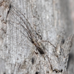 Tamopsis sp. (genus) at Hackett, ACT - 14 Jun 2019