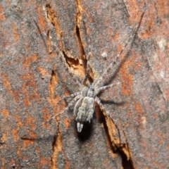 Tamopsis sp. (genus) at Hackett, ACT - 14 Jun 2019