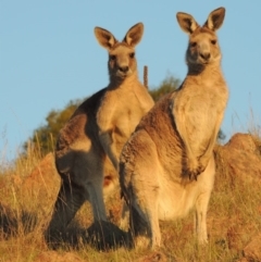 Macropus giganteus (Eastern Grey Kangaroo) at Tuggeranong DC, ACT - 11 Jan 2019 by michaelb