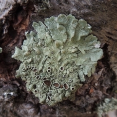 Parmeliaceae (family) (A lichen family) at Conder, ACT - 18 Jun 2019 by MichaelBedingfield