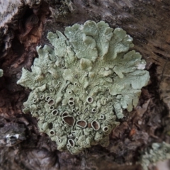 Parmeliaceae (family) (A lichen family) at Conder, ACT - 18 Jun 2019 by MichaelBedingfield