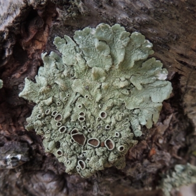 Parmeliaceae (family) (A lichen family) at Pollinator-friendly garden Conder - 18 Jun 2019 by michaelb