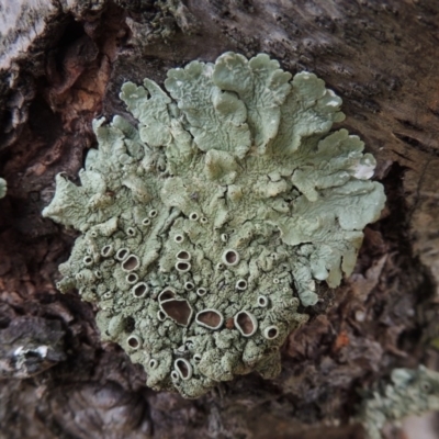 Parmeliaceae (family) (A lichen family) at Conder, ACT - 18 Jun 2019 by MichaelBedingfield